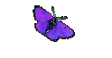 Asyl